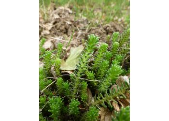 Milder Mauerpfeffer (Sedum sexangulare) - © Philipp Sengl